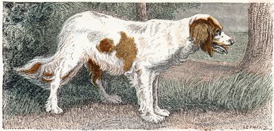 Spaniël (hond) - 