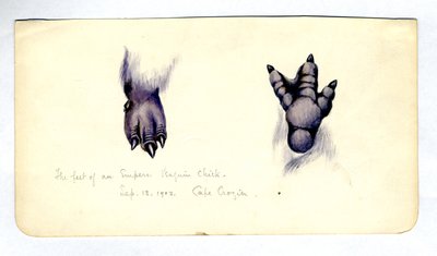 Twee studies van de voet van een keizerspinguïn kuiken door Edward Adrian Wilson