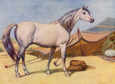 Arabisch paard door Edward Brice Montefiore