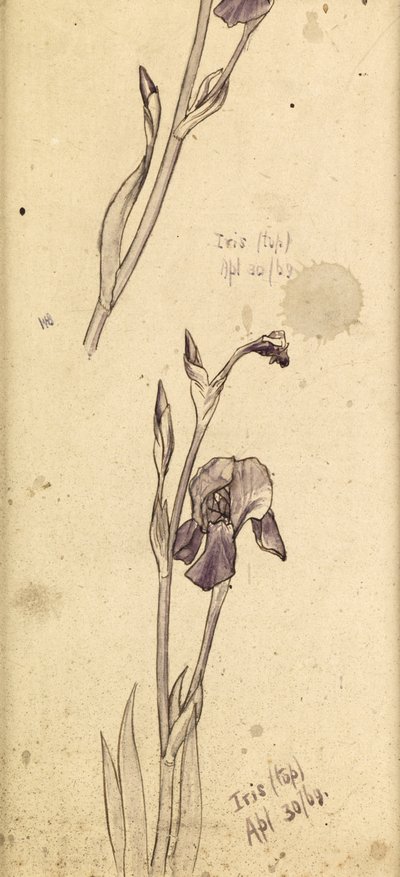 Iris, 1869 door Edward Burne Jones