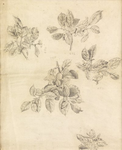 Studie van appels, mogelijk voor de achtergrond van "Arthur in Avalon", nummer 2 door Edward Burne Jones