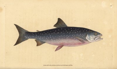 Arctische zalmforel, Salvelinus alpinus alpinus door Edward Donovan