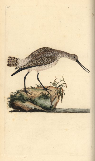 Rosse grutto, Limosa lapponica. Handgekleurde koperplaat getekend en gegraveerd door Edward Donovan uit zijn eigen Natural History of British Birds, Londen door Edward Donovan