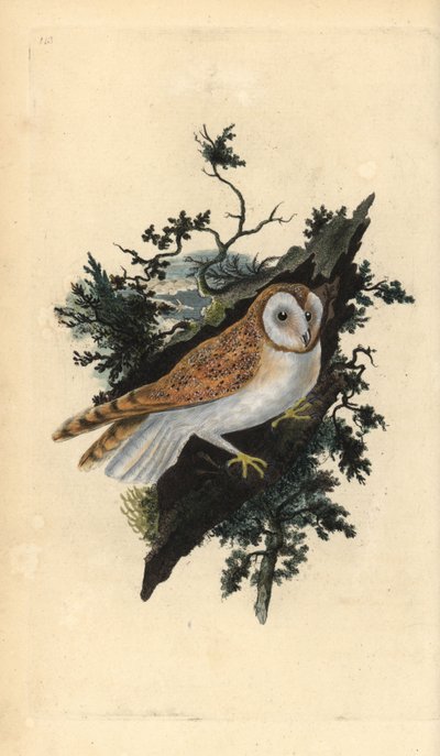 Kerkuil, Tyto alba door Edward Donovan