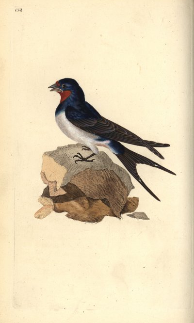 Boerenzwaluw, Hirundo rustica door Edward Donovan