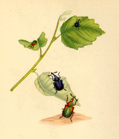 Berkenkevers: Curculio betulae, 1794 door Edward Donovan