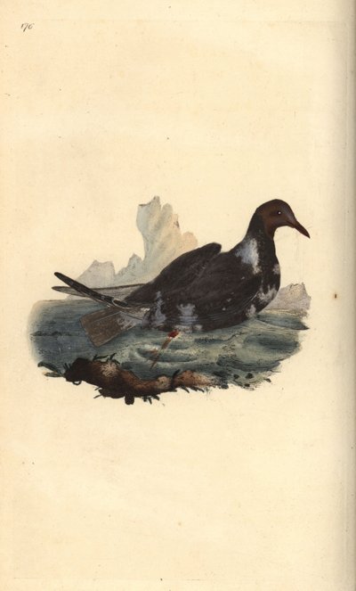 Zwartkopmeeuw, Chroicocephalus ridibundus, in zomerkleed met bruine kop. Handgekleurde koperplaat getekend en gegraveerd door Edward Donovan uit zijn eigen Natural History of British Birds, Londen door Edward Donovan
