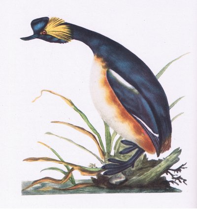 Geoorde Fuut, Natuur in Groot-Brittannië uitgegeven door Collins, 1946 door Edward Donovan