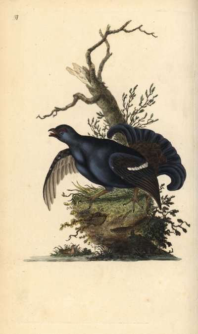 Korhoen, Tetrao tetrix. Handgekleurde koperplaat getekend en gegraveerd door Edward Donovan uit zijn eigen 