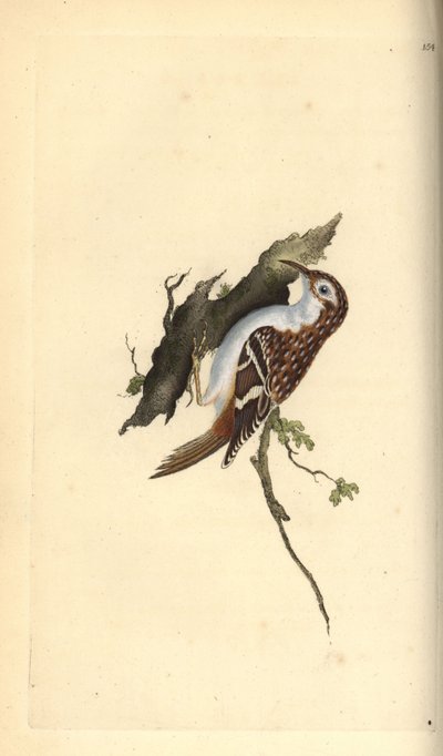 Boomkruiper, Certhia familiaris. Handgekleurde kopergravure getekend en gegraveerd door Edward Donovan uit zijn eigen 