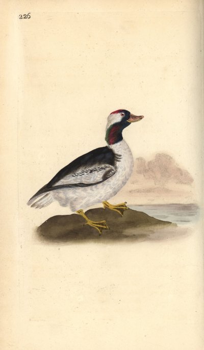Buffelkopeend, Bucephala albeola door Edward Donovan