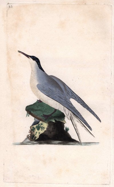 Visdief, Sterna hirundo door Edward Donovan