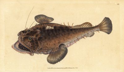 Zeeduivel, Lophius piscatorius door Edward Donovan