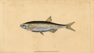 Alver, Alburnus alburnus (Cyprinus alburnus). Handgekleurde kopergravure getekend en gegraveerd door Edward Donovan uit zijn Natural History of British Fishes, Donovan en F.C. en J. Rivington, Londen door Edward Donovan