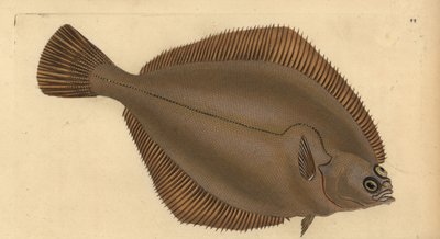 Schol, Limanda limanda (Pleuronectes limanda). Handgekleurde koperplaat getekend en gegraveerd door Edward Donovan uit zijn Natural History of British Fishes, Donovan en F.C. en J. Rivington, Londen door Edward Donovan