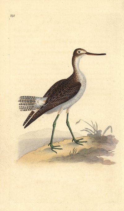 Groenpootruiter, Tringa nebularia. Handgekleurde koperplaat getekend en gegraveerd door Edward Donovan uit zijn eigen Natural History of British Birds, Londen door Edward Donovan
