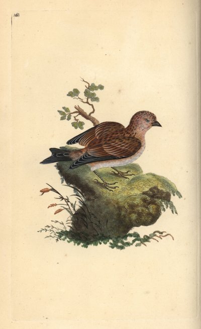 Gewone kneu, Carduelis cannabina. Handgekleurde kopergravure getekend en gegraveerd door Edward Donovan uit zijn 
