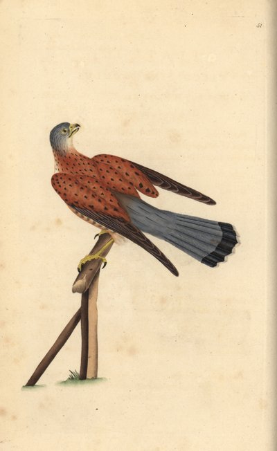 Torenvalk, Falco tinnunculus. Handgekleurde koperplaat getekend en gegraveerd door Edward Donovan uit zijn eigen Natural History of British Birds, Londen door Edward Donovan