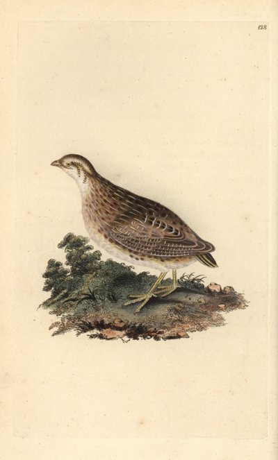 Kwartel, Coturnix coturnix door Edward Donovan