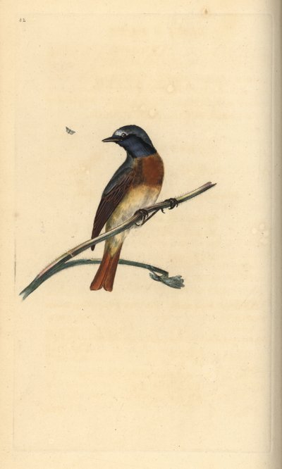 Gekraagde roodstaart, Phoenicurus phoenicurus. Handgekleurde koperplaat getekend en gegraveerd door Edward Donovan uit zijn eigen Natural History of British Birds, Londen door Edward Donovan