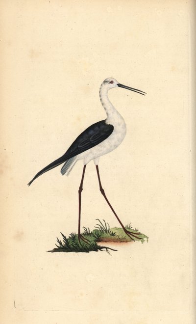 Steltkluut, Himantopus himantopus door Edward Donovan