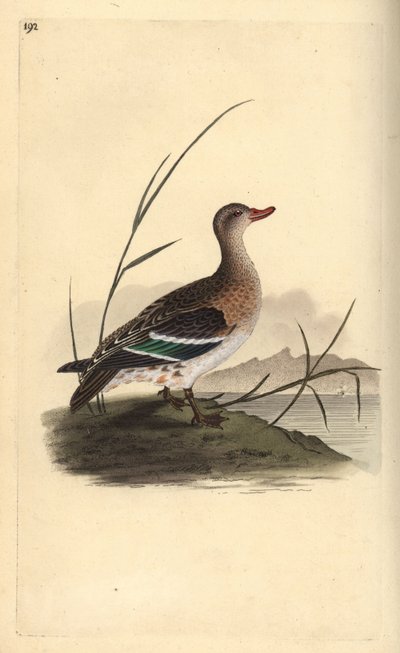 Wintertaling, Anas crecca, vrouwtje. Handgekleurde koperplaat getekend en gegraveerd door Edward Donovan uit zijn eigen 