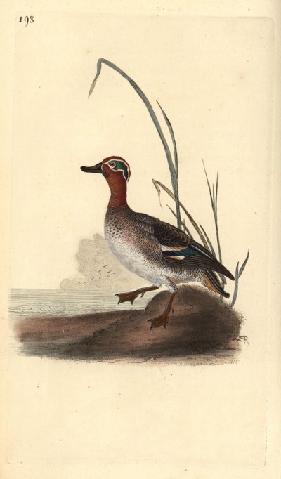 Wintertaling, Anas crecca, mannelijk door Edward Donovan
