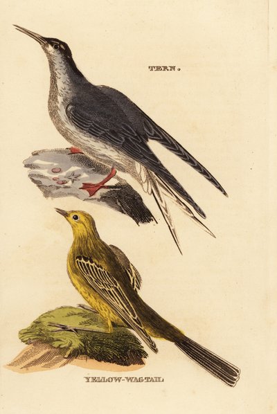 Visdief, Sterna hirundo, en gele kwikstaart, Motacilla flava door Edward Donovan