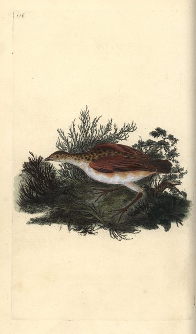 Kwartelkoning, Crex crex. Bijna bedreigd. Handgekleurde kopergravure getekend en gegraveerd door Edward Donovan uit zijn eigen 