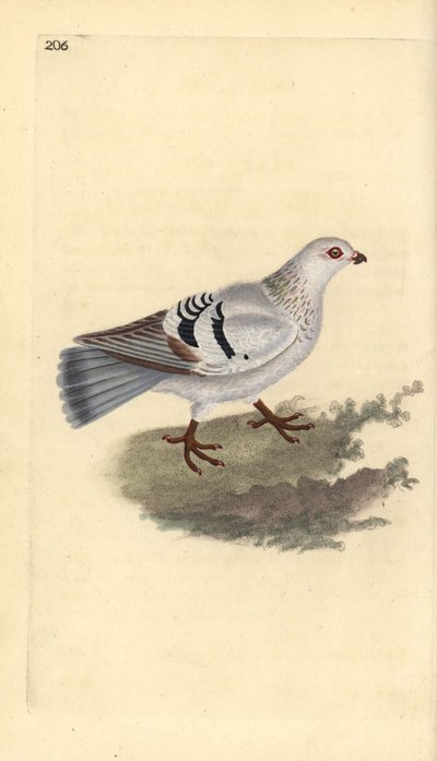 Huiskip, Columba livia domestica door Edward Donovan