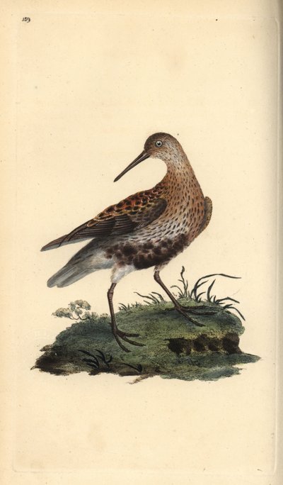 Bonte strandloper, Calidris alpina. Handgekleurde kopergravure uit 