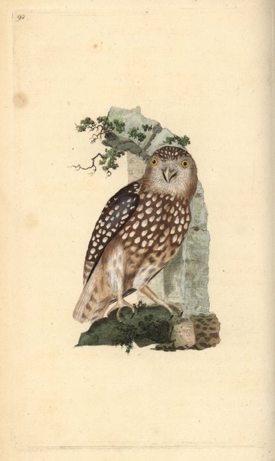 Euraziatische dwerguil, Glaucidium passerinum door Edward Donovan