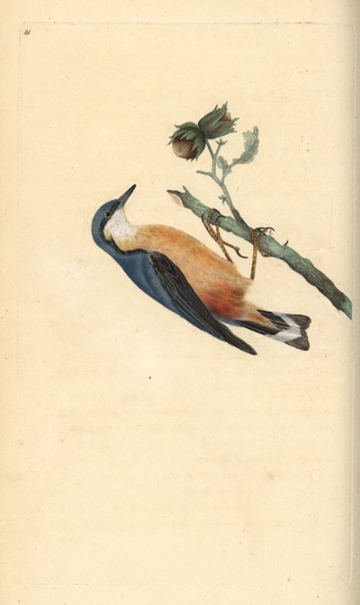 Euraziatische boomklever, Sitta europaea, op een hazelnootboom, Corylus avellana. Handgekleurde koperplaat getekend en gegraveerd door Edward Donovan uit zijn eigen Natural History of British Birds, Londen door Edward Donovan
