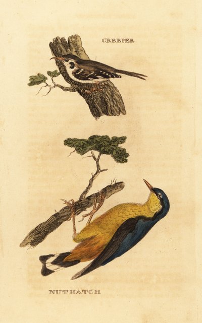 Boomkruiper, Certhia familiaris, en boomklever, Sitta europaea door Edward Donovan