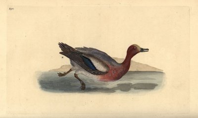 Smient, Anas penelope. Handgekleurde koperplaat getekend en gegraveerd door Edward Donovan uit zijn eigen Natural History of British Birds, Londen door Edward Donovan