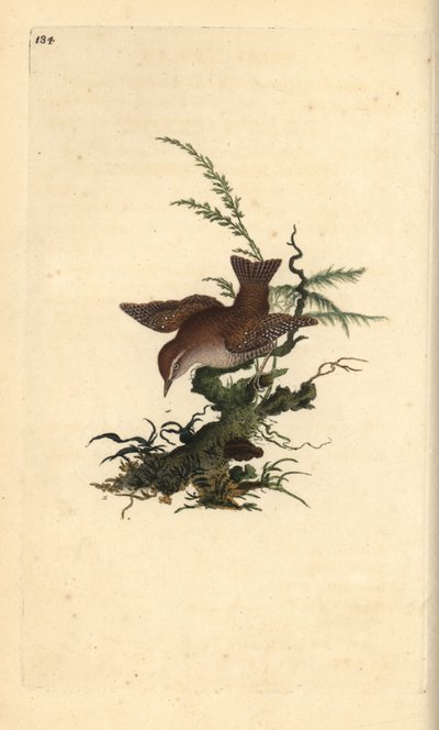 Winterkoning, Troglodytes troglodytes door Edward Donovan