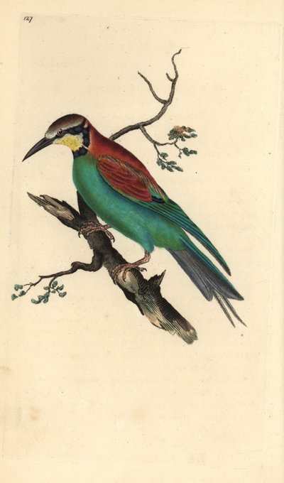 Europese bijeneter, Merops apiaster. Handgekleurde koperplaat getekend en gegraveerd door Edward Donovan uit zijn Natural History of British Birds (1794-1819). Edward Donovan (1768-1837) was een Anglo-Ierse amateur zoöloog, schrijver, kunstenaar en graveur door Edward Donovan
