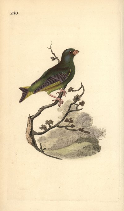 Groenling, Carduelis chloris. Handgekleurde koperplaat getekend en gegraveerd door Edward Donovan uit zijn Natural History of British Birds, Londen door Edward Donovan