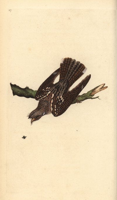 Nachtzwaluw, Caprimulgus europaeus. Handgekleurde koperplaat getekend en gegraveerd door Edward Donovan uit zijn eigen Natural History of British Birds, Londen door Edward Donovan