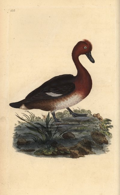 Witoogeend, Aythya nyroca. Handgekleurde kopergravure uit 