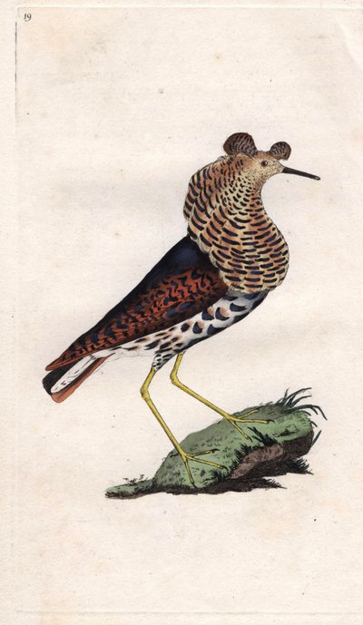 Kemphaan, Philomachus pugnax door Edward Donovan