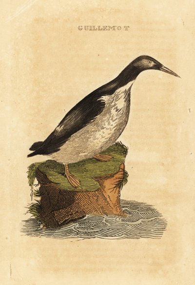 Zeekoet, Uria aalge door Edward Donovan