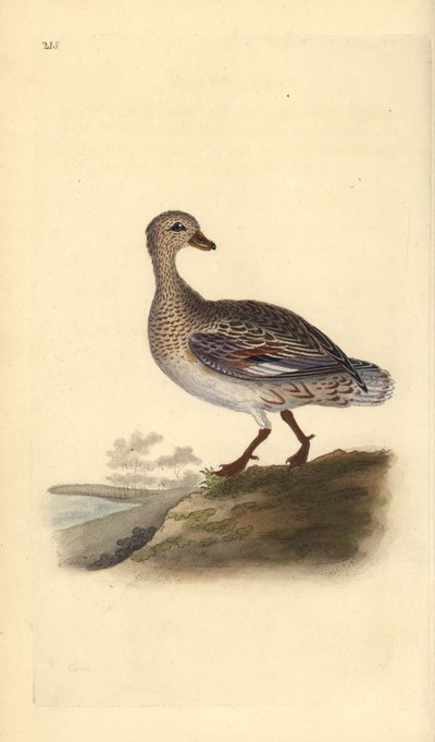 Krakeend (vrouwelijk), Anas strepera door Edward Donovan