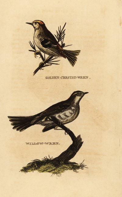 Goudhaan, Regulus regulus, en fitis, Phylloscopus trochilus door Edward Donovan