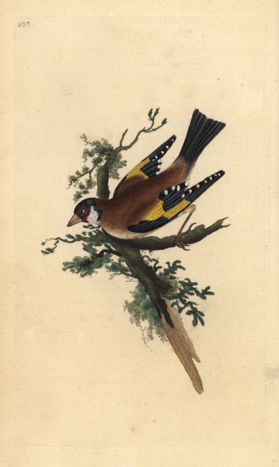 Putter, Carduelis carduelis. Handgekleurde koperplaat getekend en gegraveerd door Edward Donovan uit zijn eigen Natural History of British Birds, Londen door Edward Donovan
