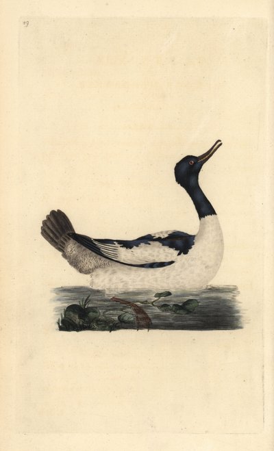 Grote zaagbek, Mergus merganser. Handgekleurde koperplaat getekend en gegraveerd door Edward Donovan uit zijn eigen Natural History of British Birds, Londen door Edward Donovan