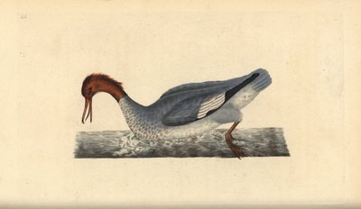 Grote zaagbek, Mergus merganser, vrouwelijk. Handgekleurde koperplaat getekend en gegraveerd door Edward Donovan uit zijn Natural History of British Birds, Londen door Edward Donovan