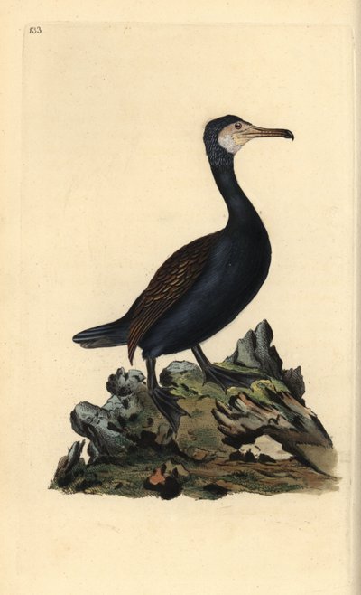 Aalscholver, Phalacrocorax carbo. Handgekleurde koperplaat getekend en gegraveerd door Edward Donovan uit zijn Natural History of British Birds (1794-1819). Edward Donovan (1768-1837) was een Anglo-Ierse amateur zoöloog, schrijver, kunstenaar en graveur. door Edward Donovan