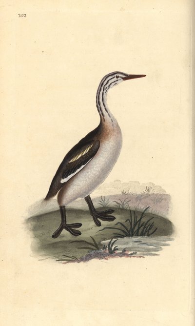 Fuut, Podiceps cristatus. Handgekleurde koperplaat getekend en gegraveerd door Edward Donovan uit zijn eigen “Natural History of British Birds,” Londen door Edward Donovan