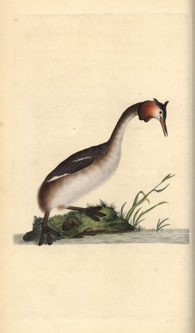 Fuut, Podiceps cristatus door Edward Donovan
